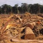 Empreinte écologique de l`habitat déforestation